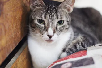 Zuki image 0
