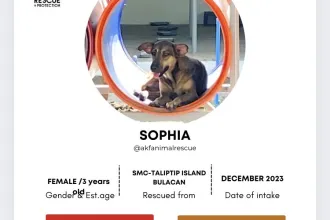 Sophia image 0