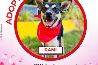 RAMI image 0