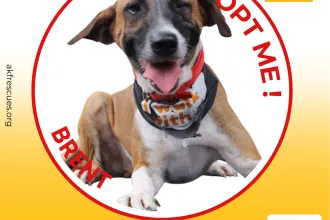 BRENT image 0