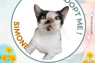 Simone image 0