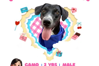 Gamo image 0