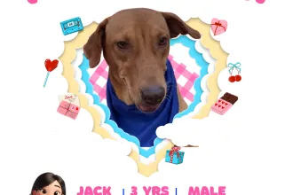 JACK image 0
