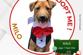 Milo image 0
