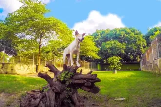 AKF Animal Rescue & Rehabilitation Center
